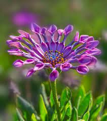 Check spelling or type a new query. One Of The Most Rare And Beautiful Flowers In The World Steemkr