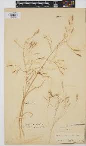 Image result for Aristida scabrivalvis