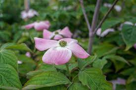 Pink flowering dogwood is a cold hardy deciduous tree with small flowers surrounded by pink bracts on bare branches in spring. Highlighting Three Exceptional Dogwood Trees Garden Gate Nursery