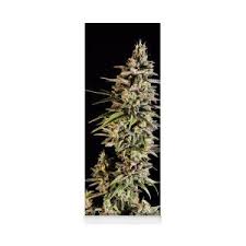Learn more about indica vs sativa, including how to tell the plants apart, when to use them, what they treat best, side effects and these strains have names like acdc, confidential cheese, champagne kush, cannalope haze and barry white, to name a few. Deadhead O G Kush Yoga Mat For Sale By Killer B Studios