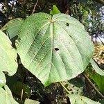 Image result for Neoboutonia