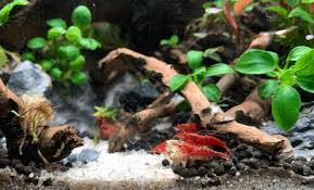 That would be more important for the aquatic plants and their needs. 8 Steps To Set Up Your Freshwater Shrimp Tank The Right Way Fishkeeping Today