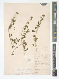 Image result for Limeum viscosum