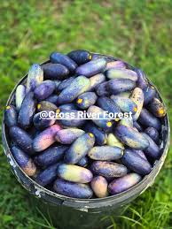 Image result for Pycreus africanus