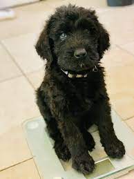 Check spelling or type a new query. Giant Schnoodle Puppies For Sale Brevard Doodles