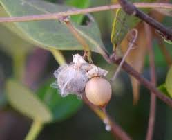 Image result for Ipomoea plebeia