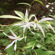 But is now found growing throughout the eastern united states as an ornamental. 10 Native Wildflowers To Plant In Your Garden