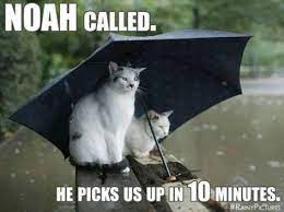 10 Rain Meme Ideas Rain Meme Funny Funny Memes