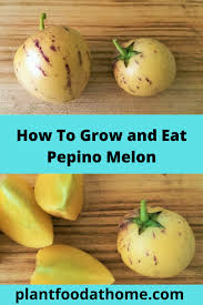 Pepino Melon How To Grow The Plant And Eat The Fruit Fruit And Veg Melon Growing Fruit
