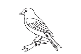 Anda dapat mengunduh gambar png gratis dengan latar belakang transparan dari koleksi terbesar di pngtree. Gambar Burung Cililinformat Png Gambar Gambar Gambar Burung