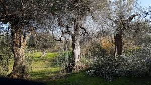 Vous pourrez y déguster de succulentes spécialités de la maison. La Taille Des Oliviers Mon Olivier De L Arbre A La Table