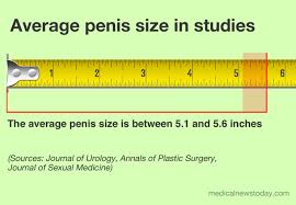 What Is The Average Penis Size