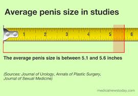 What Is The Average Penis Size