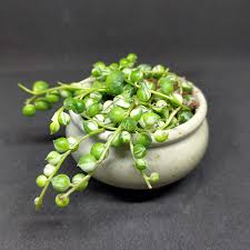 Ensure it's out of direct sunlight, like sitting behind a sheer curtain. Senecio Rowleyanus Variegata String Of Pearls Cuttings Sunnyplants Com