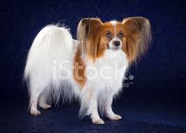 The butterfly dog ~ intelligent, compact, affectionate. Papillon Hund Stockfotos Freeimages Com