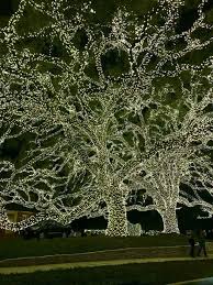 Pin On Christmas Lights