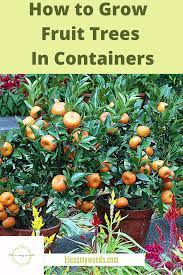 How To Grow Fruit Trees In Containers Bless My Weeds Fruit Trees In Containers Growing Fruit Trees Growing Fruit