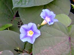 Image result for Ipomoea shirambensis