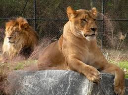 The zoo is located at 707 route 9 north, in the. Cape May County Zoo To Reopen Ocnj Daily