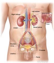 310x472 jee main, jee advanced, cbse. Urinary System Male Anatomy Image Details Nci Visuals Online
