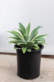 Sun to partial sun foliage: Agave Attenuata Ray Of Light Foxtail J J Growers Nursery