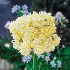 Maybe you would like to learn more about one of these? Perennials Bulbs And Flowers For Grow Zone 6 Gurney S Bulb Flowers Daffodil Bulbs Perennial Bulbs