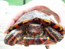 Central American Wood Turtle Information And Pictures Petguide In 2020 Wood Turtle Turtle Turtle Habitat