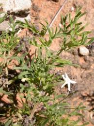 Image result for Chascanum