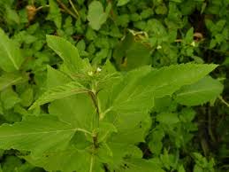 Image result for Melochia