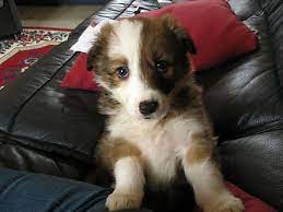 Border Collie Puppy Woody Border Collie Puppies Border Collie Gorgeous Puppies