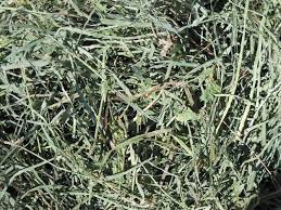 15 Hay For Great Cheese Ideas Hays Alfalfa Hay Alfalfa