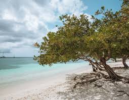 Het zand bestaat uit wit zand met wat stenen en kiezels en er zijn tegenwoordig wat. 5 Best Beaches In Aruba Stay Close Travel Far