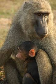 Olive Baboon Papio Anubis With A Youngster At Mole National Park In Northern Ghana A Rocha Ghana Is Working With Pictures Of The Week National Parks Baboon