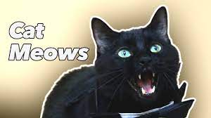 Cat Meows Youtube
