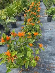 Image result for Justicia phyllostachys