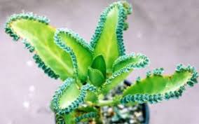 Tratar de resumir en poco contenido el amplio y variado mundo de las plantas suculentas es una tarea difícil, pero trataremos, dentro de las limitaciones propias de este tipo de artículos de divulgación, de ofrecer una semblanza general de. La Casa De Las Plantas Suculentas Fotos Y Curiosidades