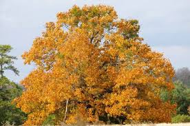 What is an oak leaf? Nine Reasons To Plant An Oak Edge Of The Woods Native Plant Nursery Llc