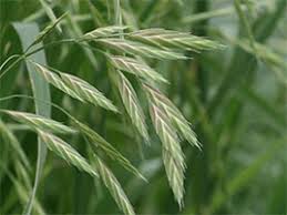 Image result for Bromus catharticus
