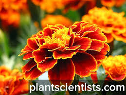 Bukan tanpa alasan, hal ini karena bunga marigold memiliki bentuk mahkota bertumpuk. Marigold Penanaman Dan Penjagaan Di Kawasan Terbuka