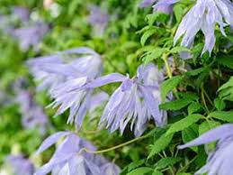 We did not find results for: Clematis Rhs Gardening