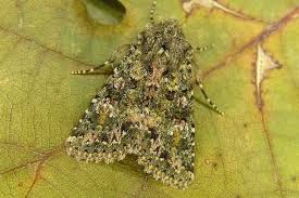 Image result for Polymixis polymita