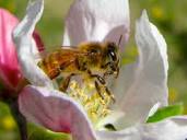 Honey Bees | WSU Tree Fruit | Washington State University