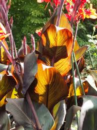 Every fall and store them in the winter, or you live in a milder climate where you can. Everything You Need To Know About Growing Cannas The Middle Sized Garden Gardening Blog