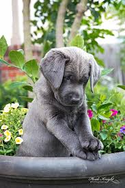Charcoal Lab Puppy Photo Animaux Bebes Animaux