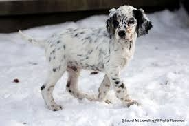 Black And White English Setter Puppies For Sale Life With Llewellin Setters English Setter Puppies Setter Puppies English Setter Dogs