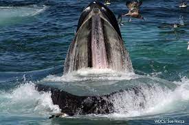 Watch humpback whales get rescued:whale rescuers free humpback from fishing gear near stellwagen bank, ma. Humpback Whale Mouth Open Google Search Whale Save The Whales Marine Mammals