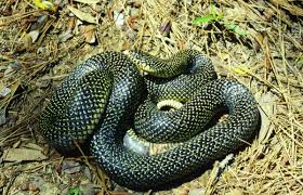 Snakes Of Louisiana Louisiana Department Of Wildlife And