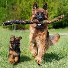 Branch Manager Assistant To The Branch Manager Reporting For Duty German Shepherd Dogs Dog Training Puppies
