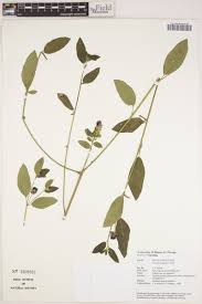 Image result for Dissotis irvingiana