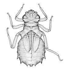 (redirected from exuvia) in biology, exuviae are the remains of an exoskeleton and related structures that are left after ecdysozoans (including insects, crustaceans and arachnids) have moulted. Exuvia Of Gomphidia Bredoi Dorsal View Depicting The General Download Scientific Diagram